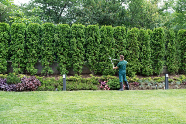 Leaf Removal in Vienna, IL